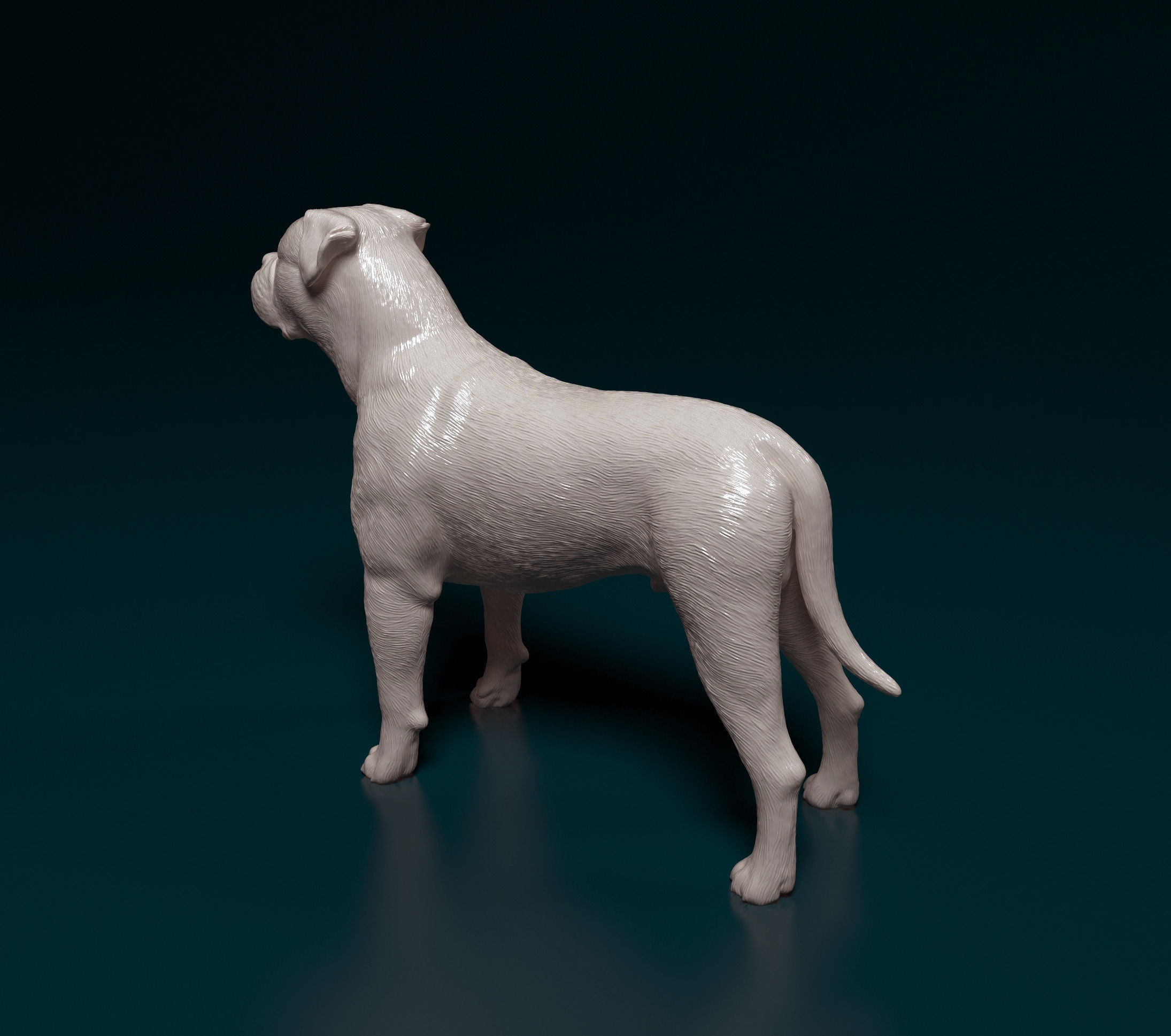 American Bulldog 3D print model_6