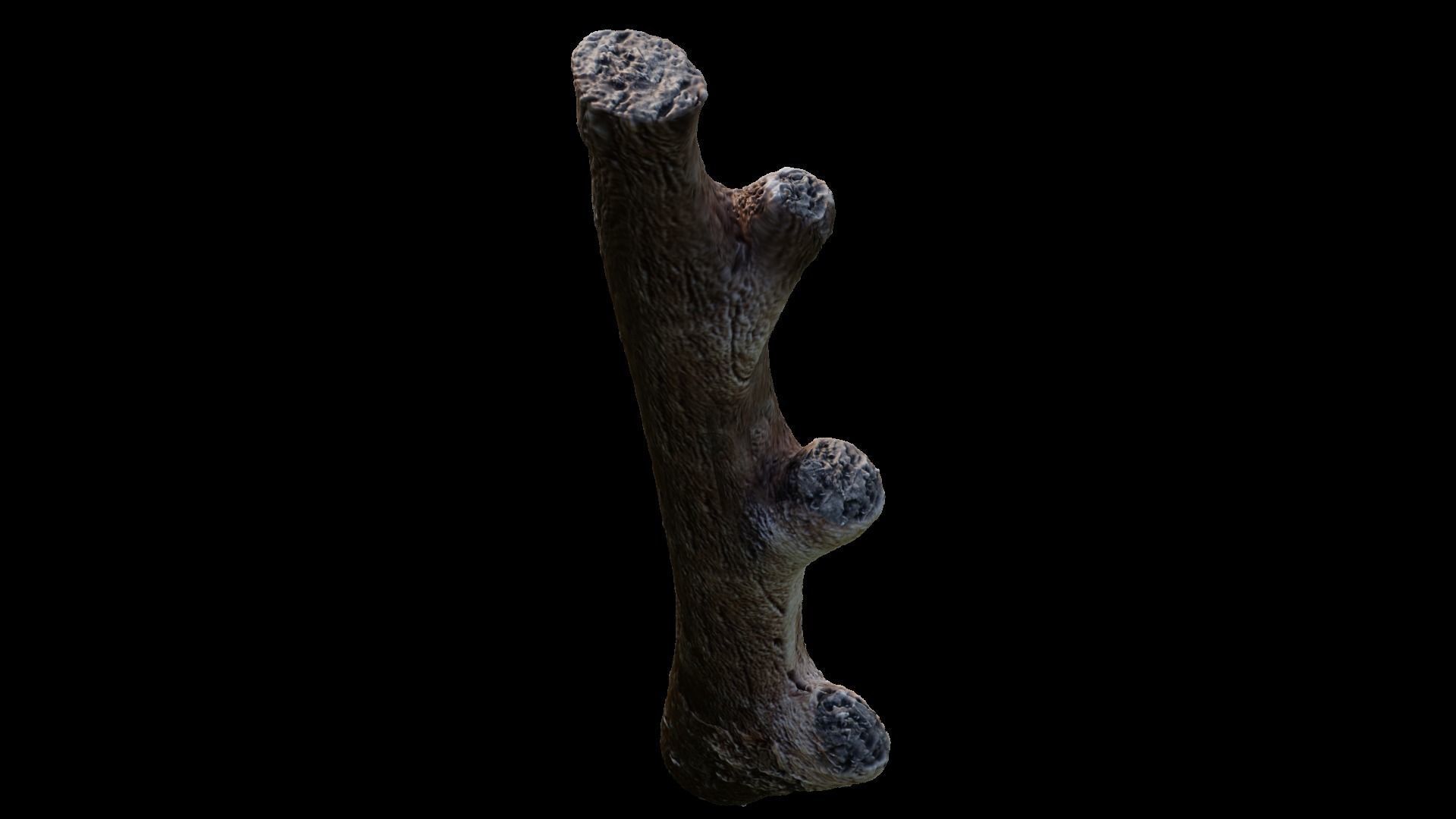 Game assets  dry tree  old tree high poly  3D model_7