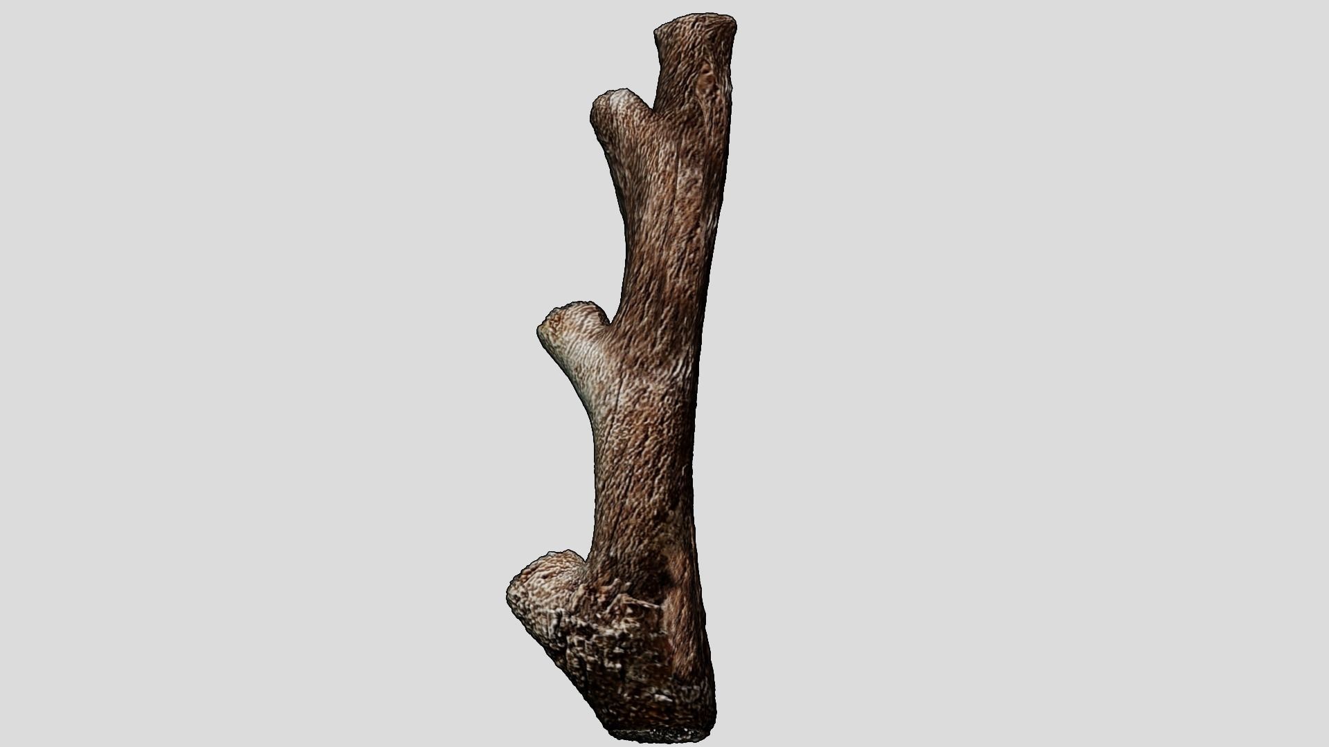 Game assets  dry tree  old tree high poly  3D model_5