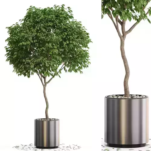 Plants collection 653