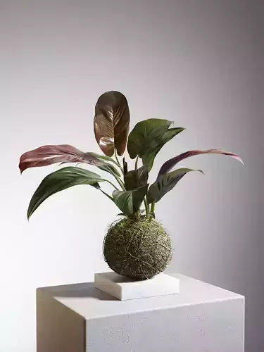 Philodendron in Kokedama 3D model