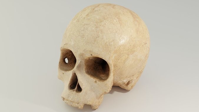 Human Skull 3D model