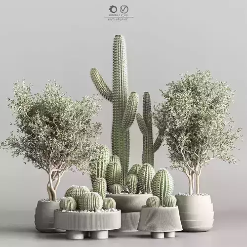 Cactus  Plant vol 01