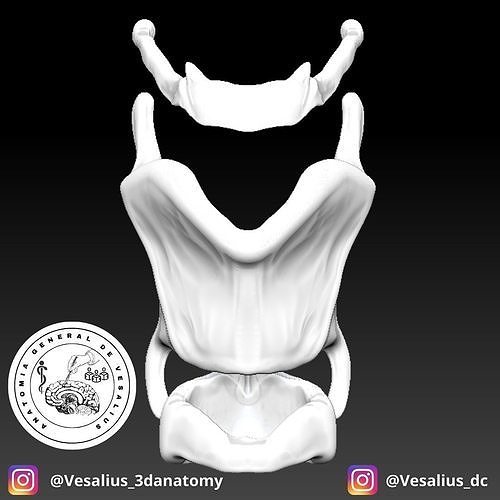 Larynx 3D print model