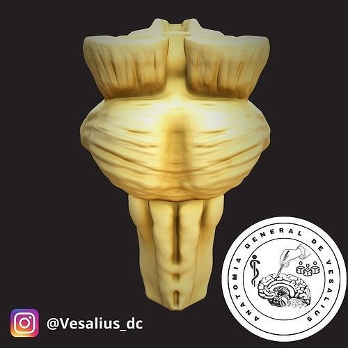 Brainstem  3D print model