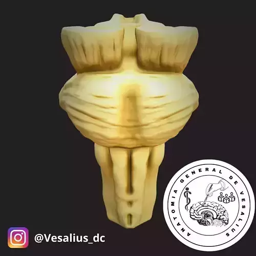 Brainstem  3D print model