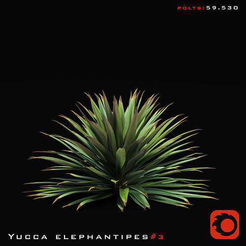 Yucca Elephantipes set 01 3D model