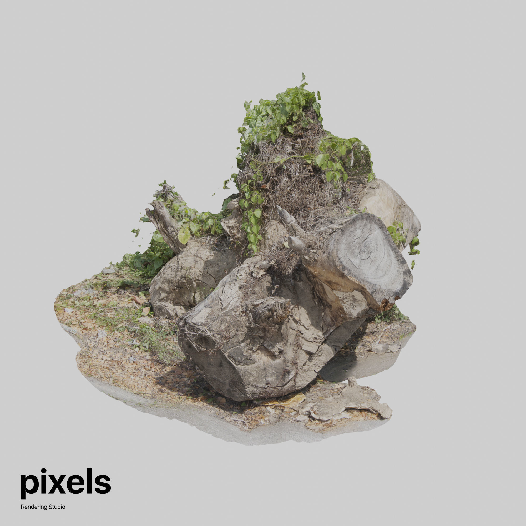 Tree Trunk 003 3D model_4