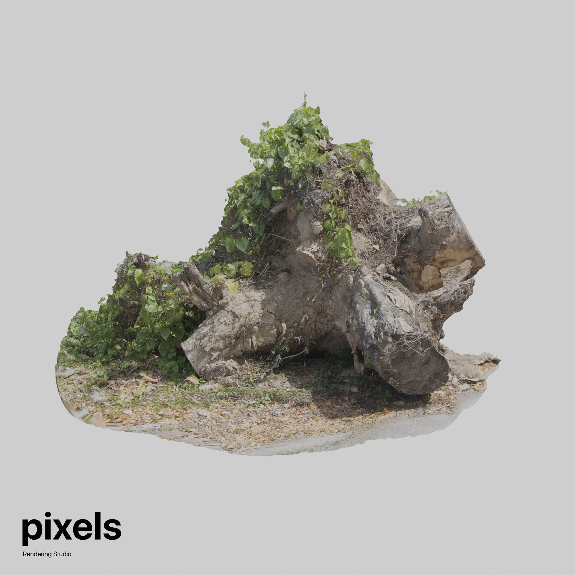 Tree Trunk 003 3D model_3