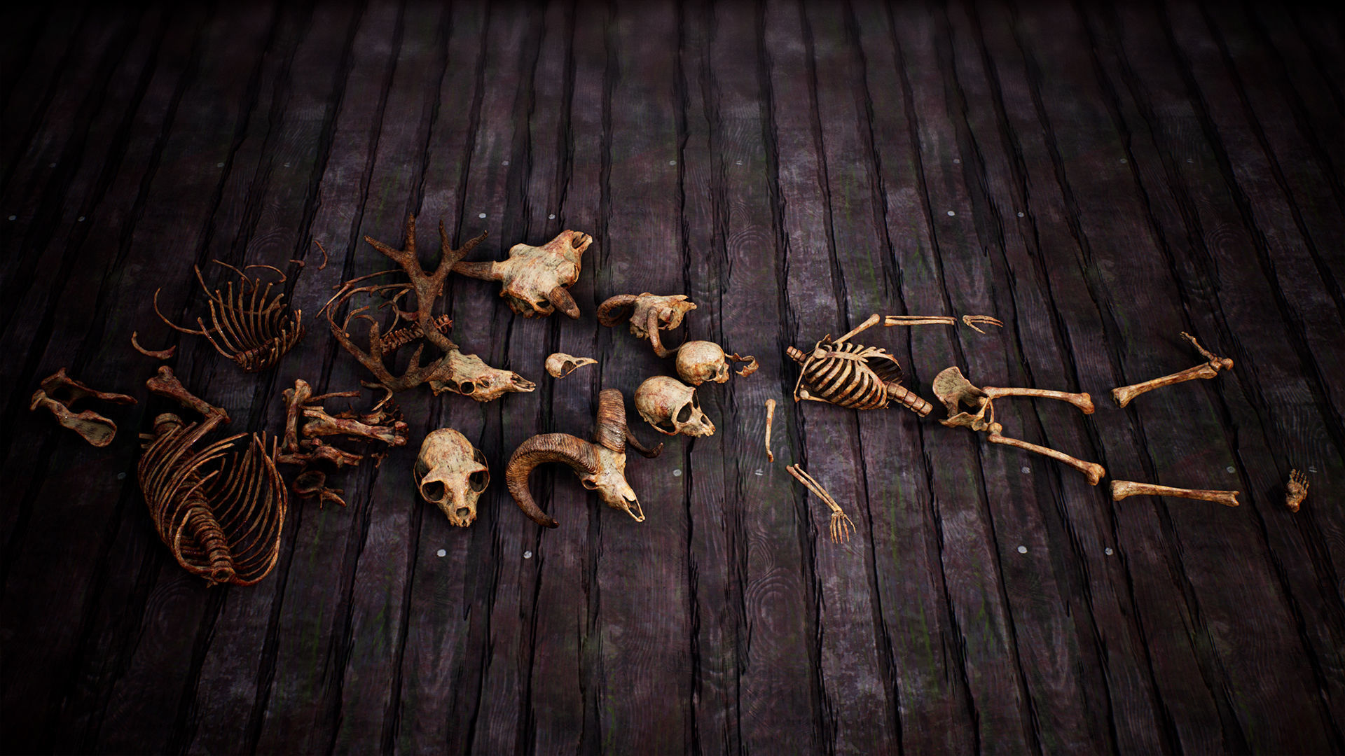 Mega body and bones parts with skulls collection Low-poly 3D model_15