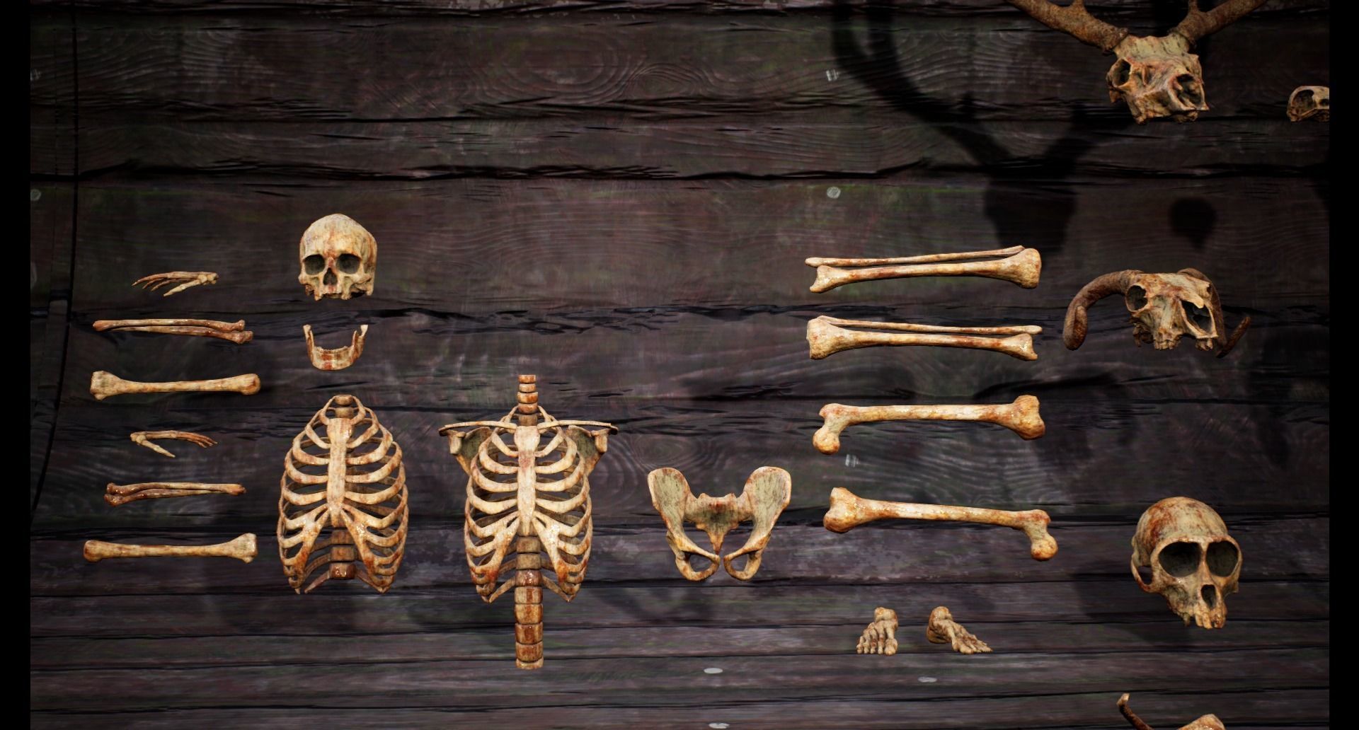 Mega body and bones parts with skulls collection Low-poly 3D model_26