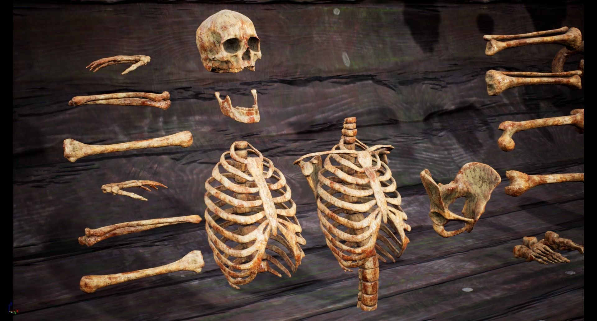 Mega body and bones parts with skulls collection Low-poly 3D model_20