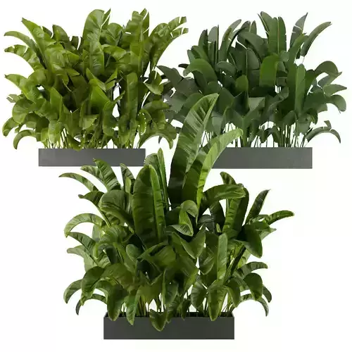 Collection plant vol 322 - indoor - banana - leaf