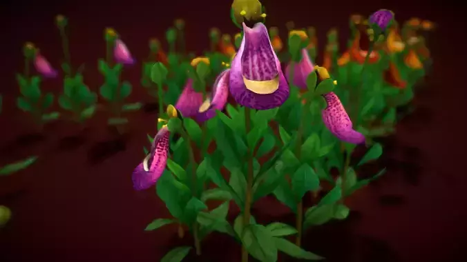 Flower Calceolaria Uniflora