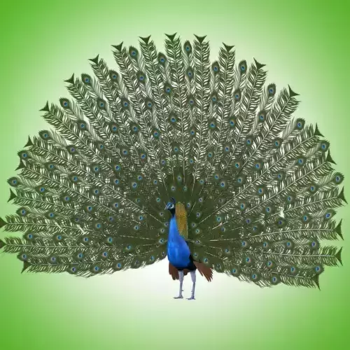 Peacock Rig Low-poly 3D model
