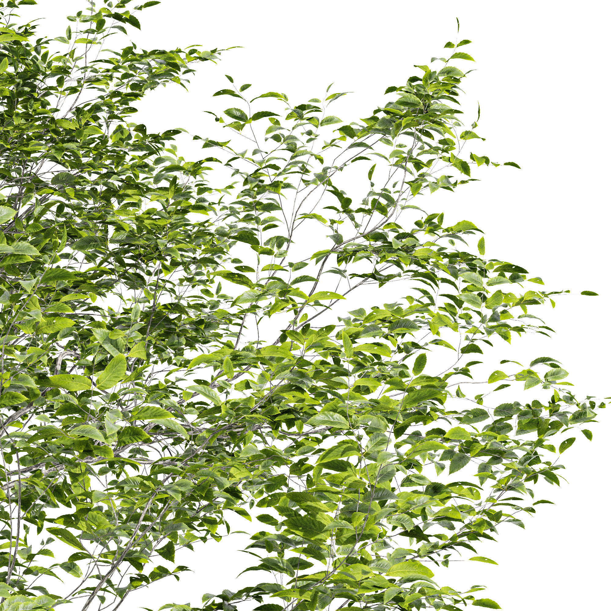 Quercus Variabilis 2 tree 3D model_2