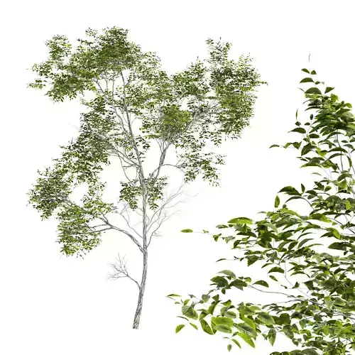 Quercus Variabilis 2 tree 3D model