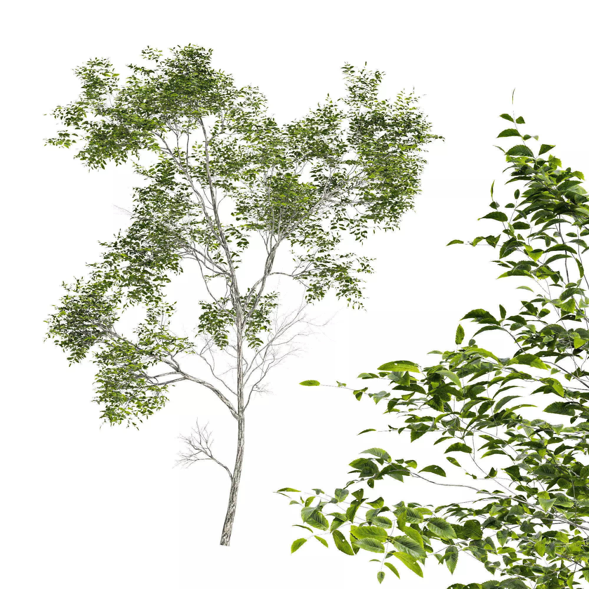 Quercus Variabilis 2 tree 3D model_0