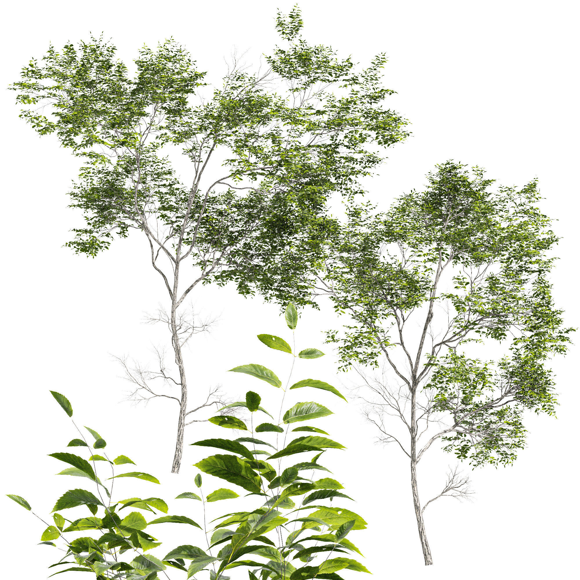 Quercus Variabilis 2 tree 3D model_1