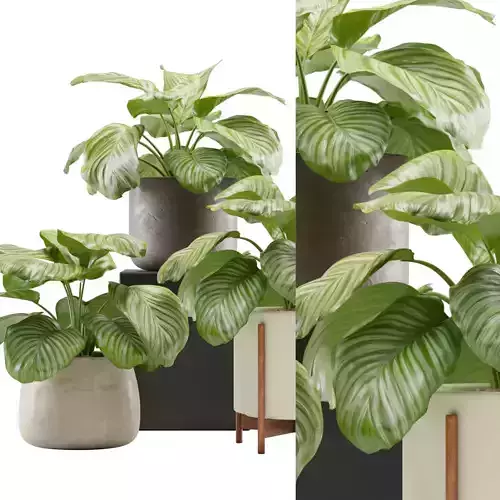 Calathea Orbifolia Set 3D model