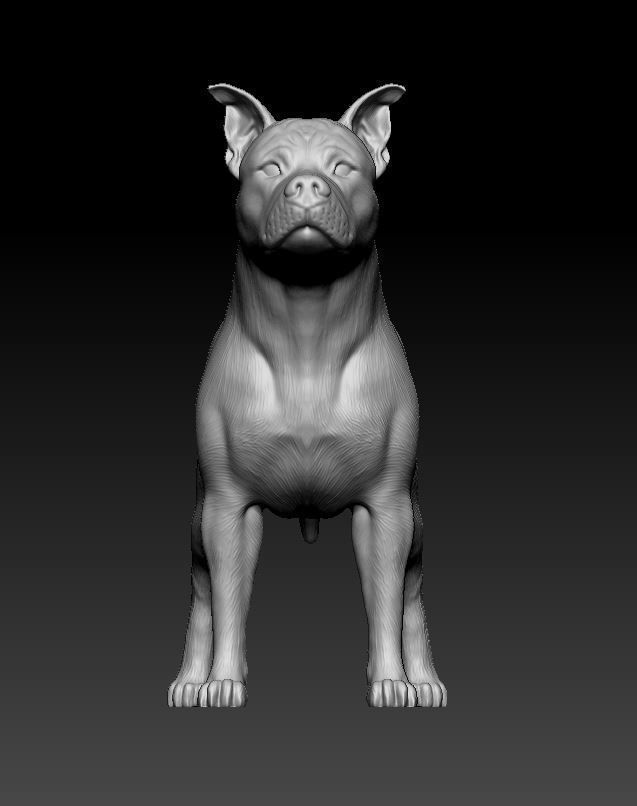 Amstaff dog 3D print model_8