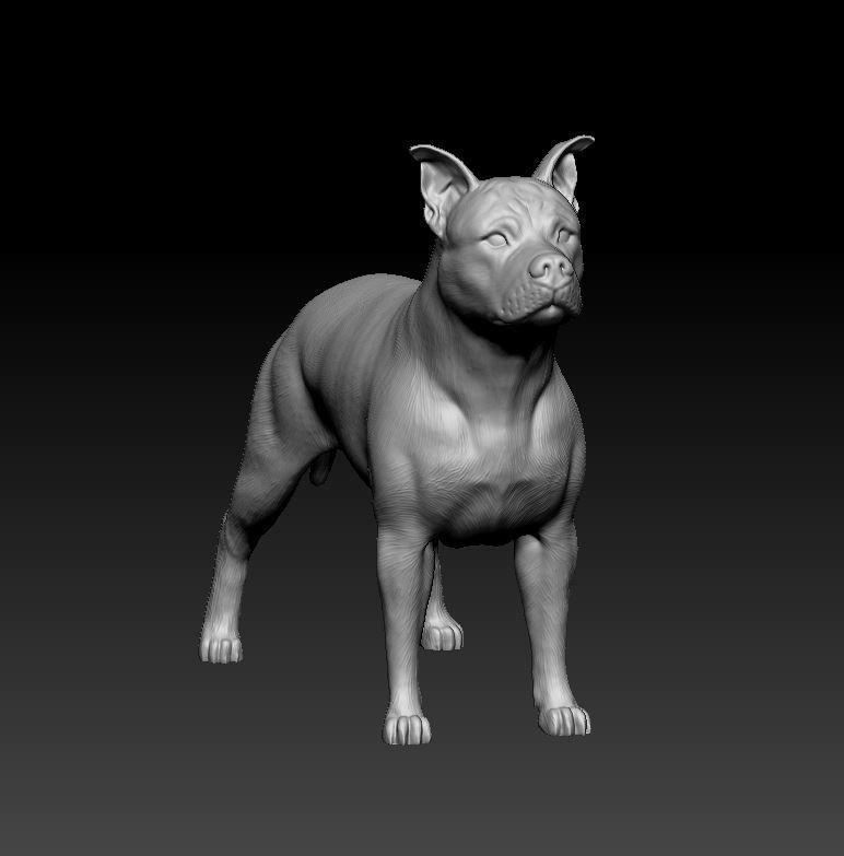 Amstaff dog 3D print model_9