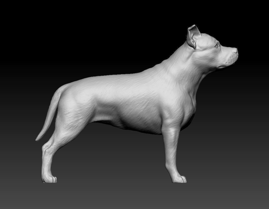 Amstaff dog 3D print model_10