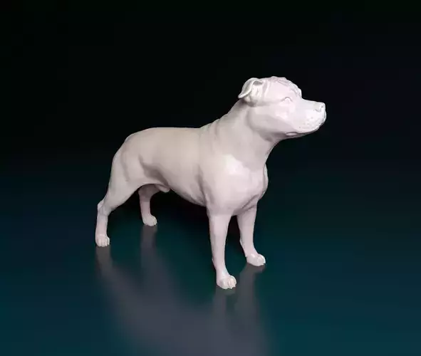Amstaff dog