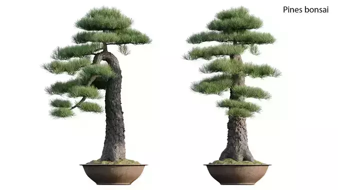 Pine bonsai