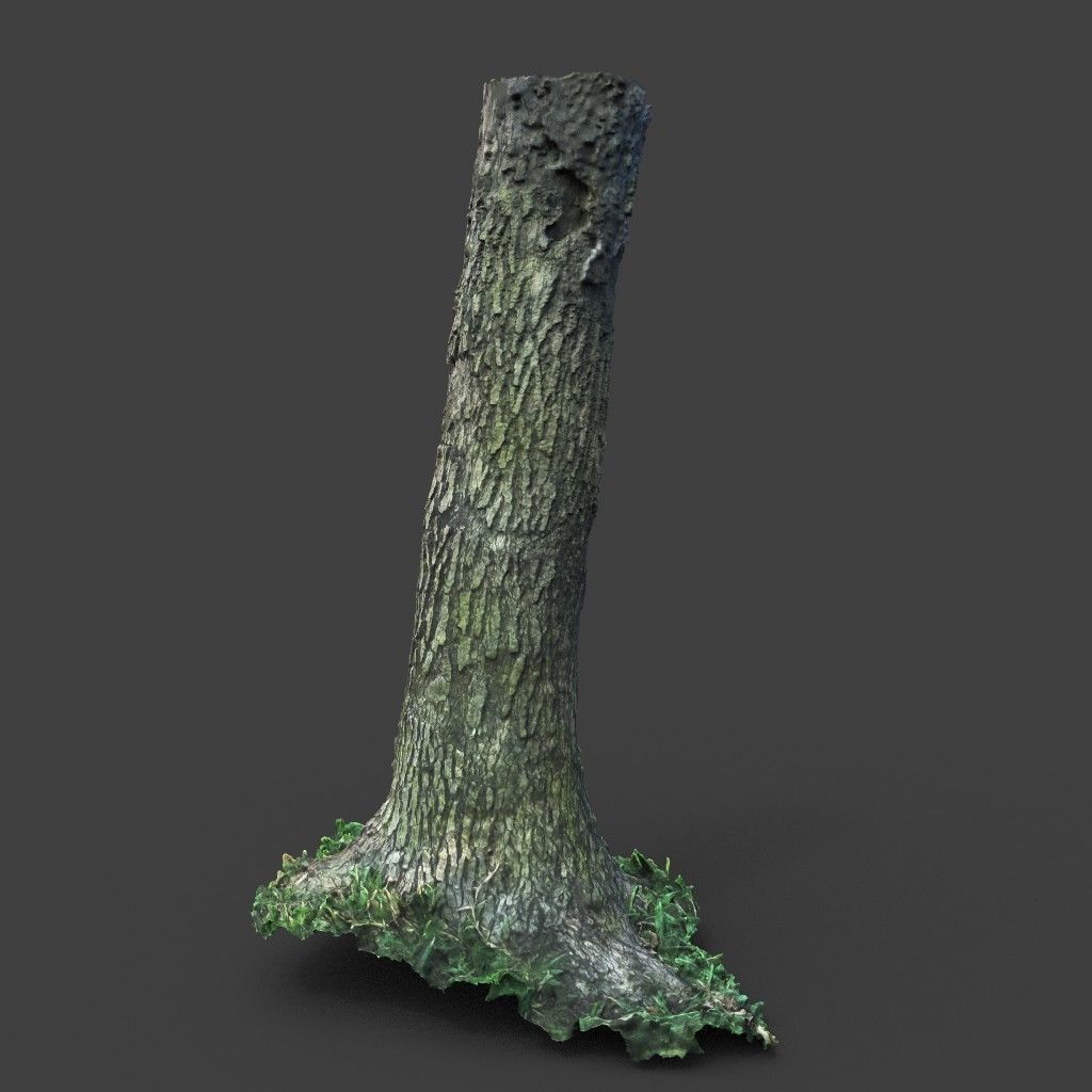 Low poly - High poly Trunk 01 - Photogrammetry Low-poly 3D model_5