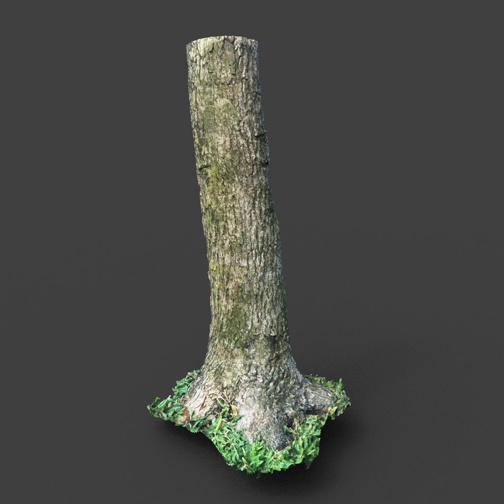Low poly - High poly Trunk 01 - Photogrammetry Low-poly 3D model_3