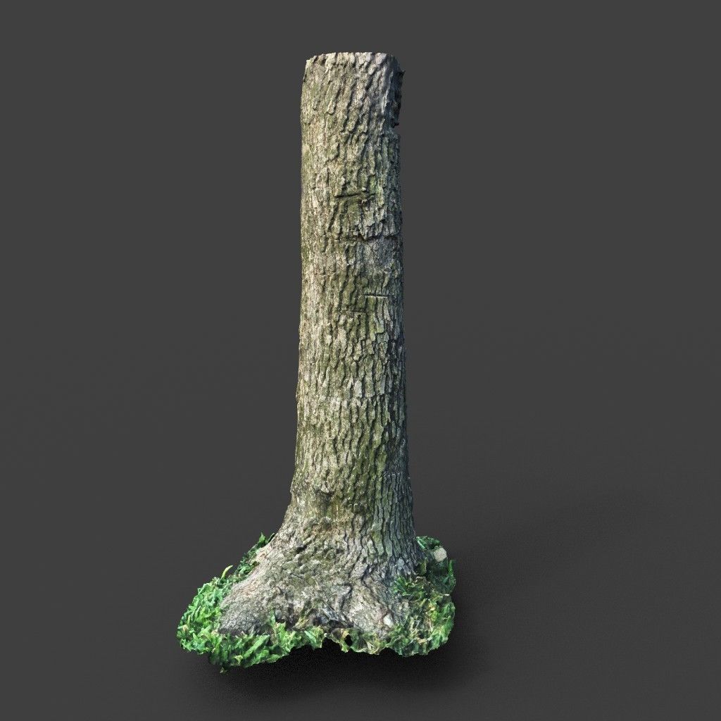 Low poly - High poly Trunk 01 - Photogrammetry Low-poly 3D model_4