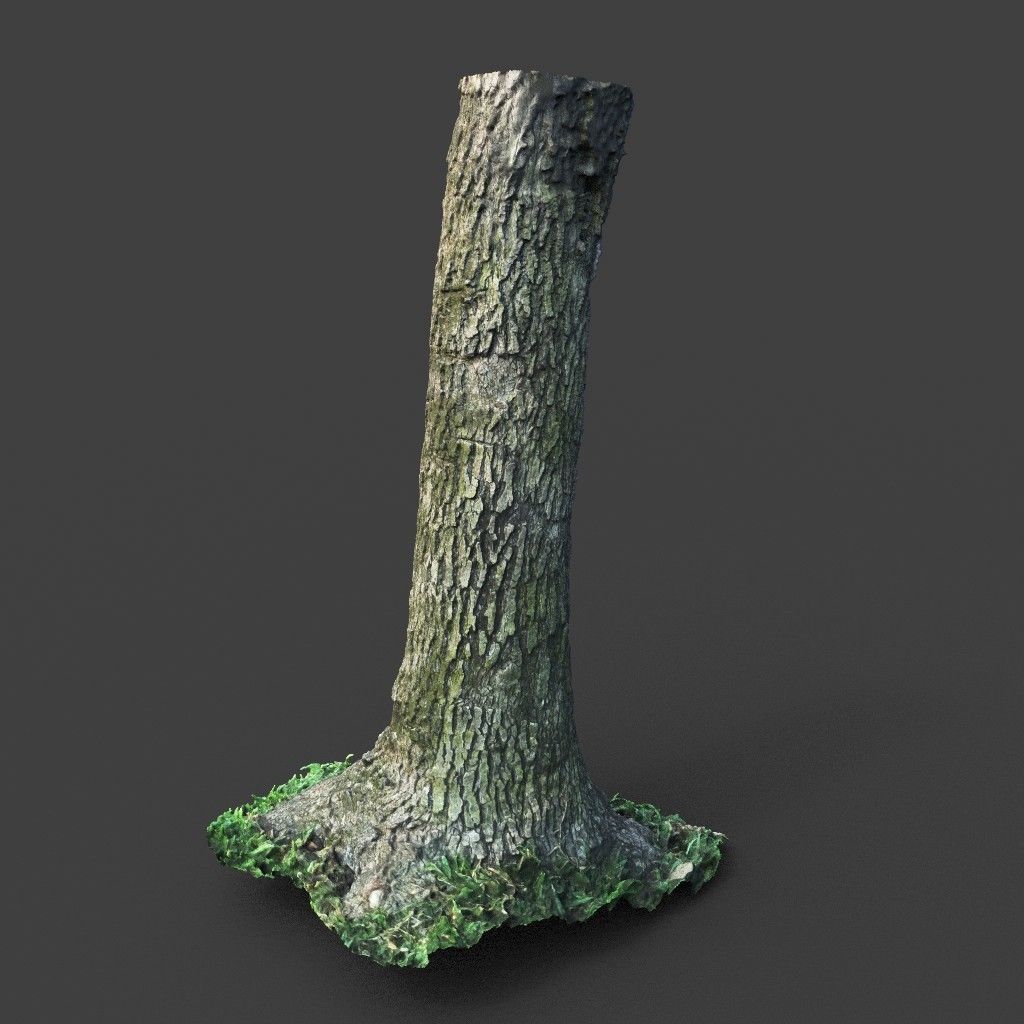 Low poly - High poly Trunk 01 - Photogrammetry Low-poly 3D model_6
