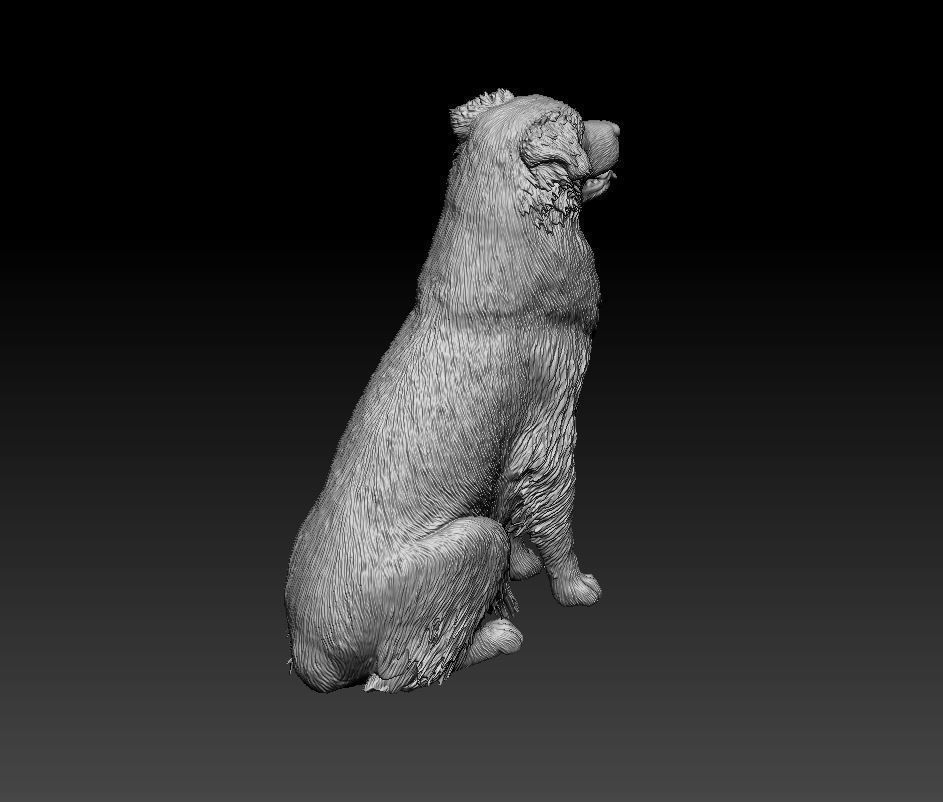 Australian shepherd dog 3D print model_3