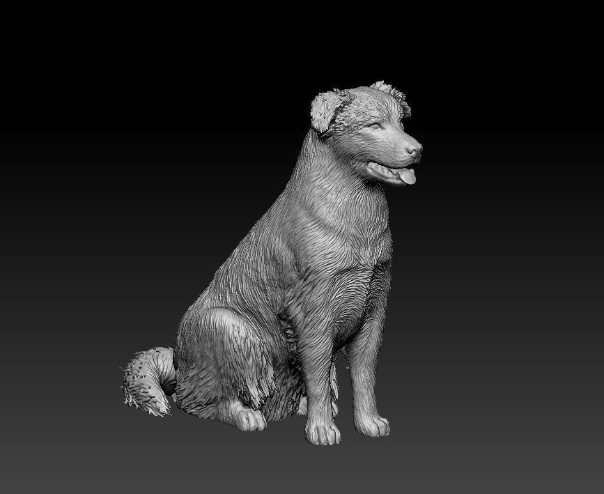 Australian shepherd dog 3D print model_14