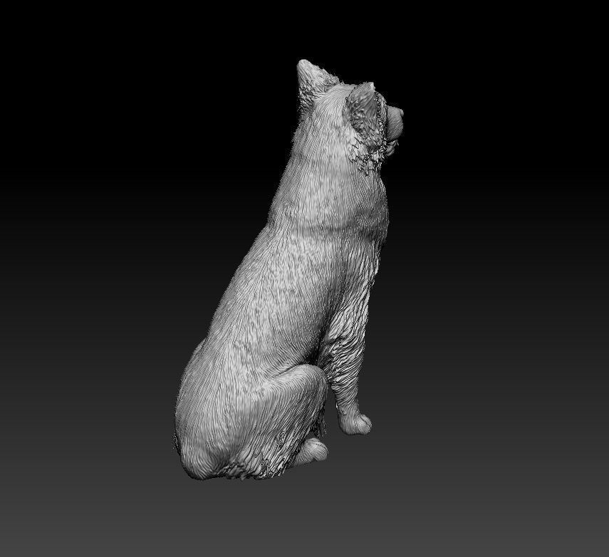Australian shepherd dog 3D print model_1