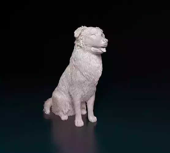 Australian shepherd dog 3D print model