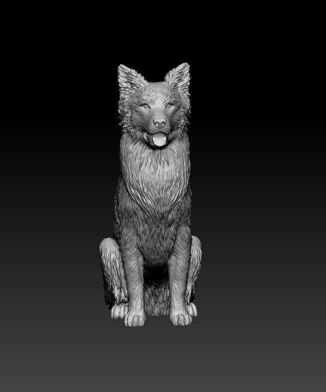 Australian shepherd dog 3D print model_2