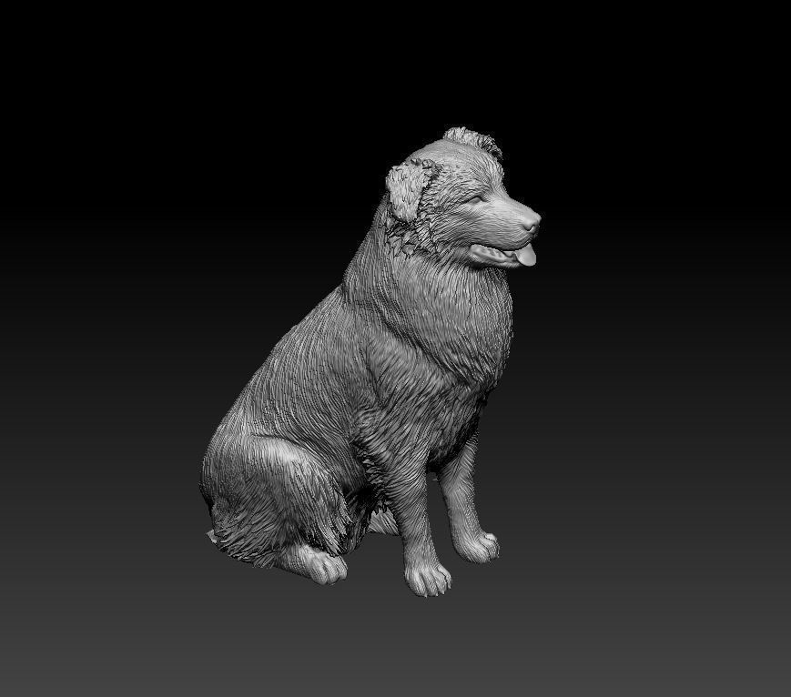 Australian shepherd dog 3D print model_4