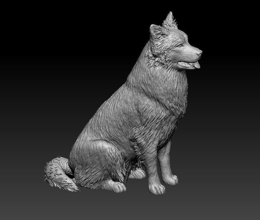 Australian shepherd dog 3D print model_13