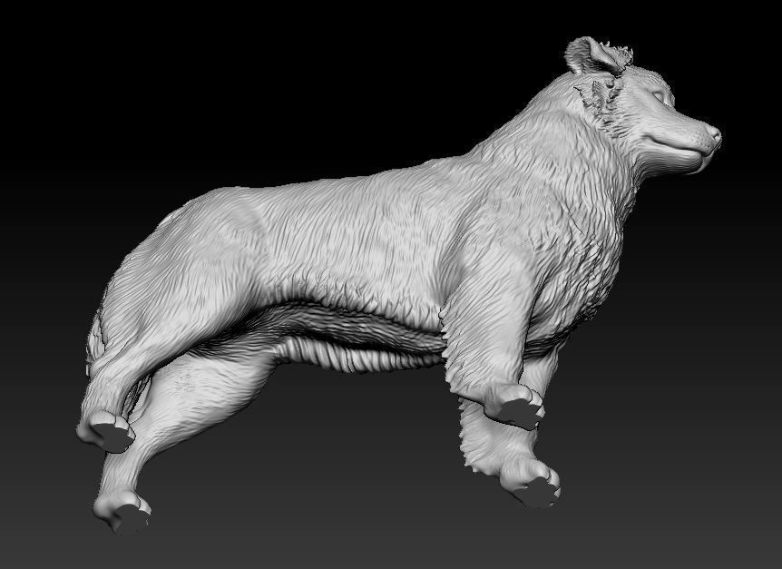 Australian shepherd 3D print model_11