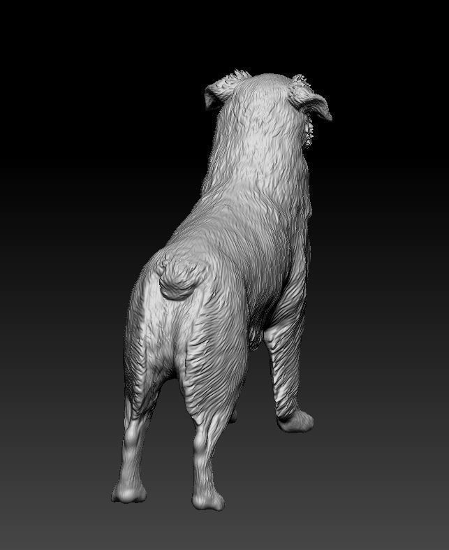 Australian shepherd 3D print model_12