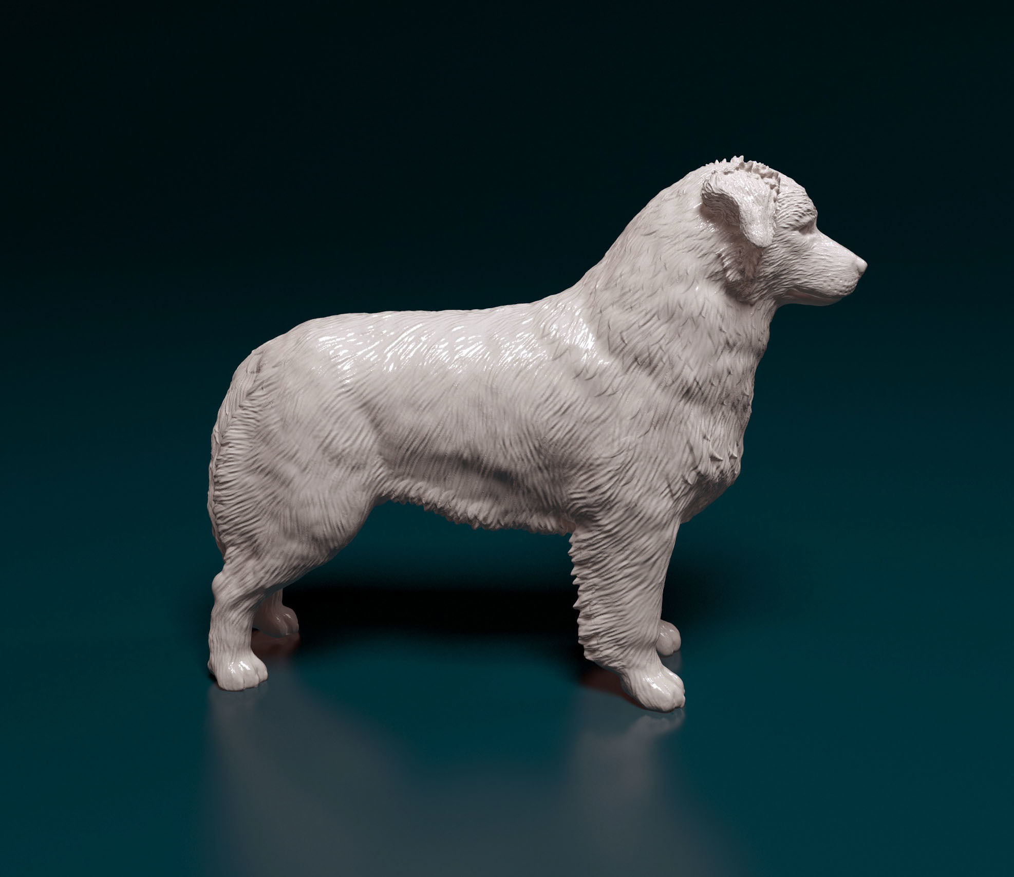 Australian shepherd 3D print model_1