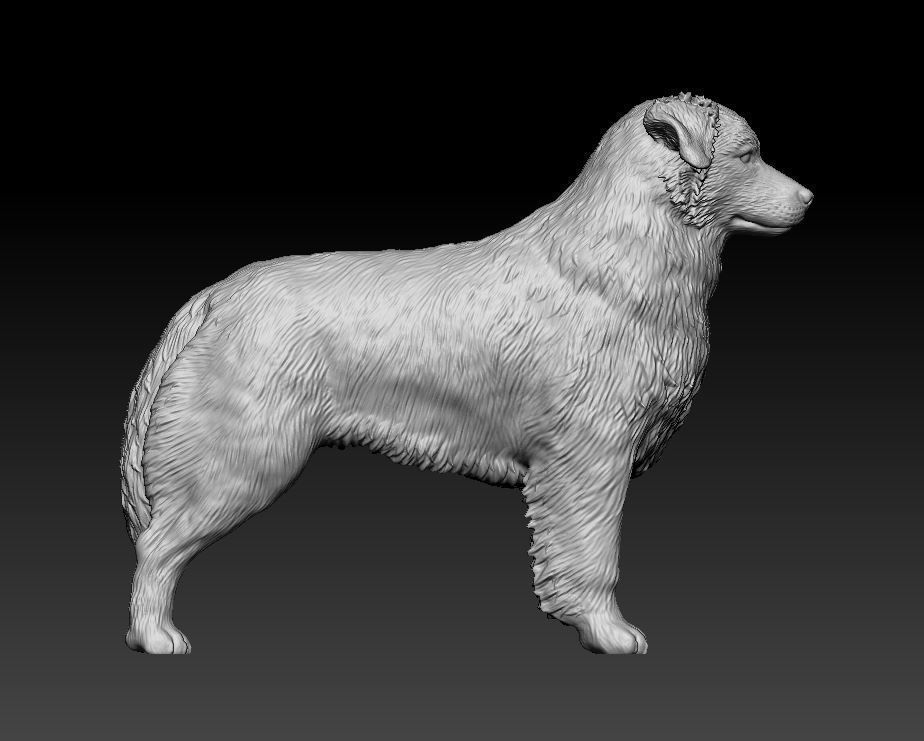 Australian shepherd 3D print model_10