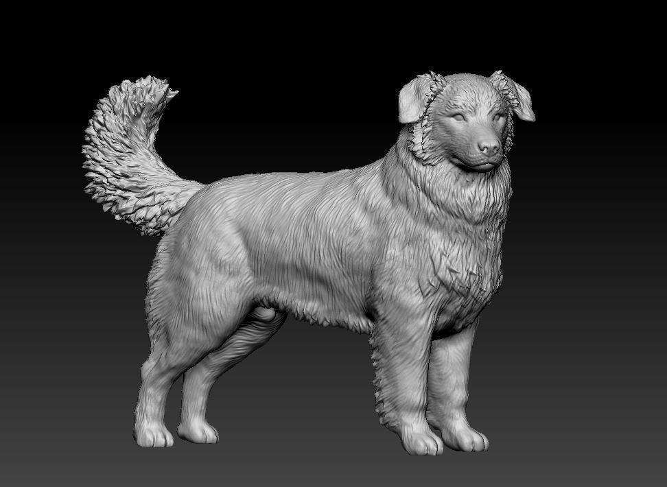 Australian shepherd 3D print model_2