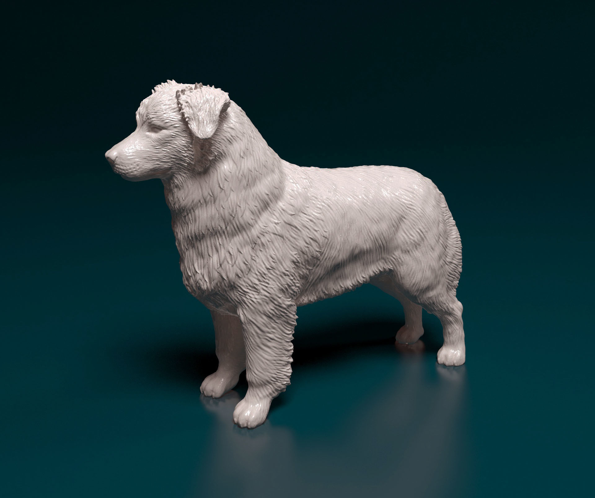 Australian shepherd 3D print model_5