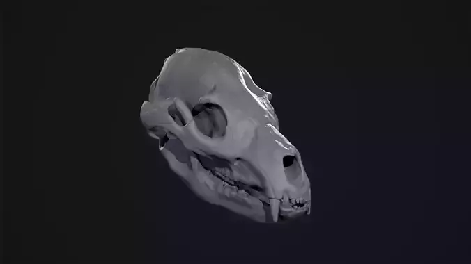 Bear Skull for Printing 3D print model