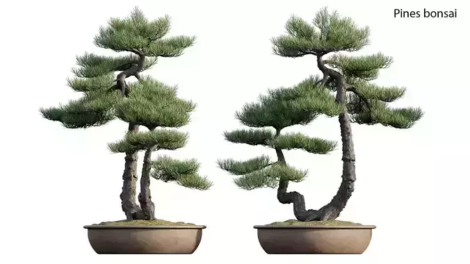 Pine bonsai 02