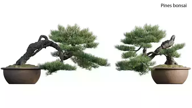 Pine bonsai 03