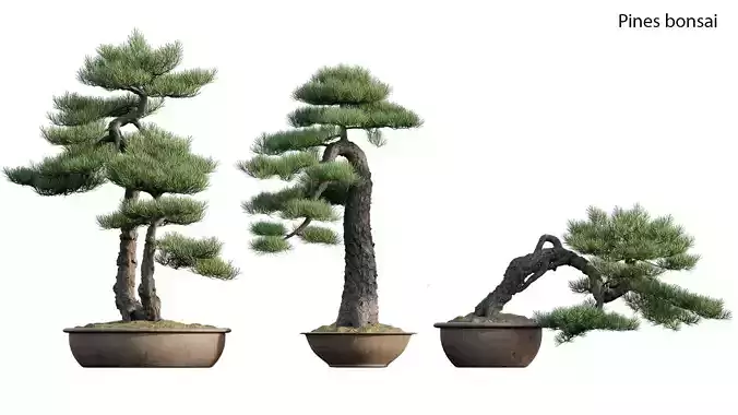 Pine bonsai GrowFX